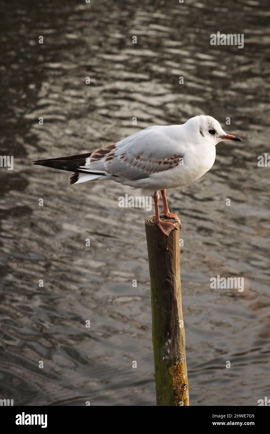 Eine junge, schwarze Möwe, die auf einem Holzpfosten vor einem Hintergrund aus Wasser sitzt. Stockfoto