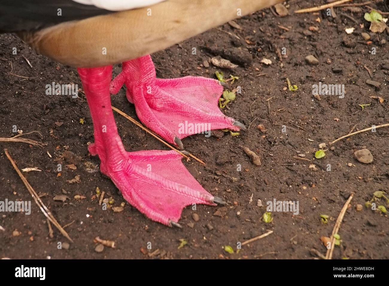 Nahaufnahme der leuchtend rosa Webfüße einer ägyptischen Gans Stockfoto