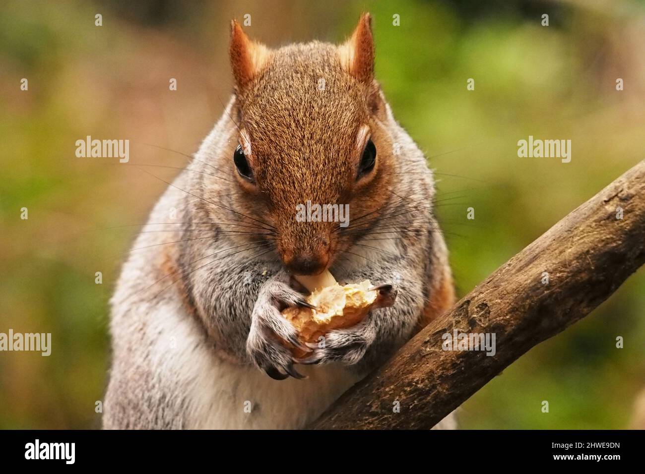 Ein graues Eichhörnchen, das im Winter auf einem Ast eines Baumes sitzt, eine Affenmutter frisst, es mit beiden Pfoten hält und seine langen Krallen zeigt Stockfoto