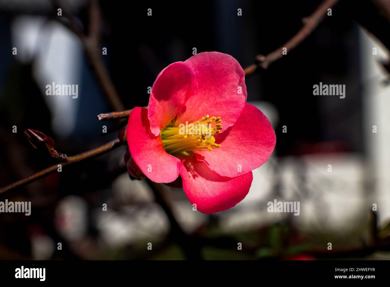 Eine Nahaufnahme der schönen Frühlingsblume, der blühenden Quitte. Stockfoto