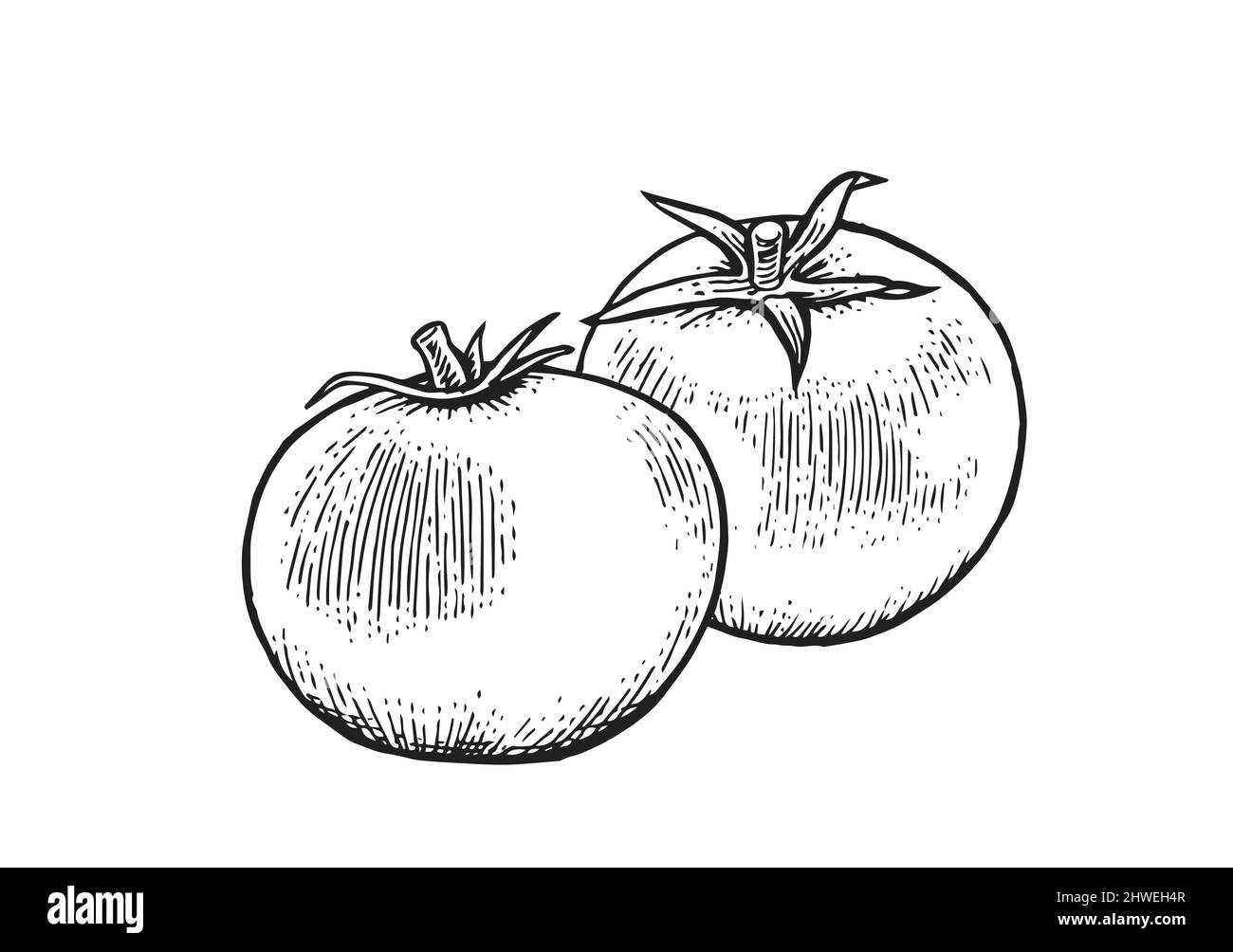 Tomaten. Schönes reifes Gemüse im Vintage-Gravurstil. Skizze umreißen. Die Handzeichnung ist auf einem weißen Hintergrund isoliert. Vektor Stock Vektor