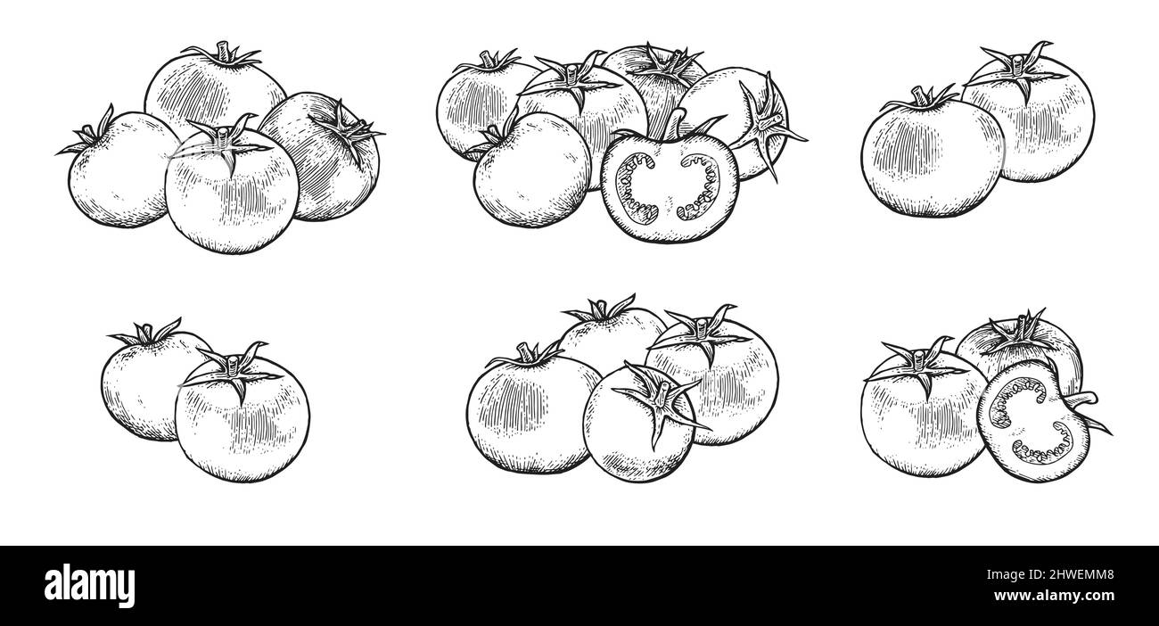 Große Menge Stillleben mit Tomaten. Schönes reifes Gemüse im Vintage-Gravurstil. Skizze umreißen. Die Handzeichnung ist auf einem weißen isoliert Stock Vektor