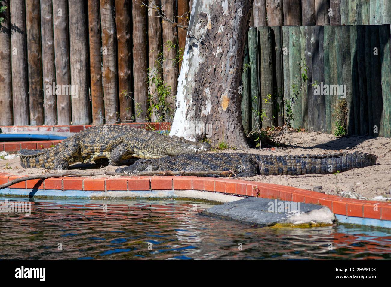 Zwei große Krokodile.das Nilkrokodil ist ein großer Krokodil, der in Süßwasser-Lebensräumen in Afrika beheimatet ist. Zoo von Lissabon. Stockfoto