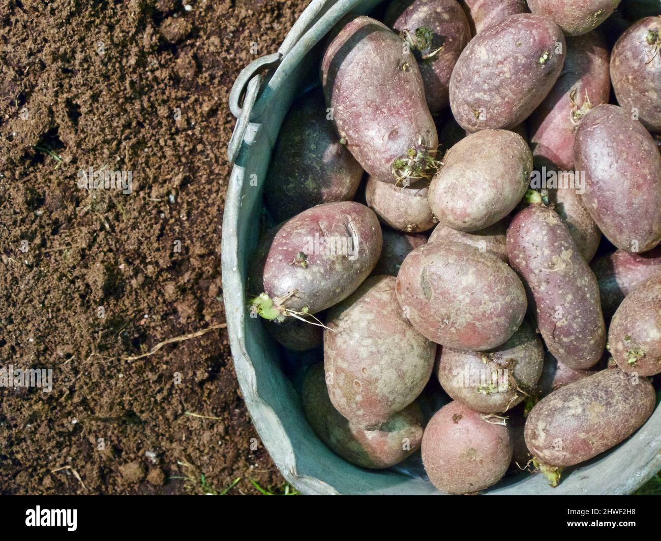 Rote Samenkartoffeln im Zinkkübel stehen im Frühjahr im Humusboden im Gemüsegarten. Stockfoto