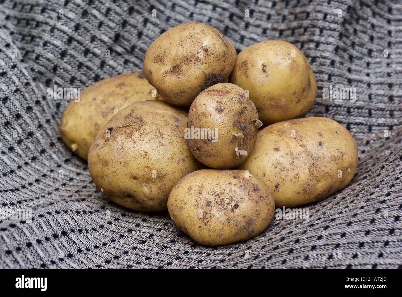 Haufen von zusammengerafften neuen Kartoffeln, die im Sommer auf einem grauen Leinentuch liegen. Stockfoto