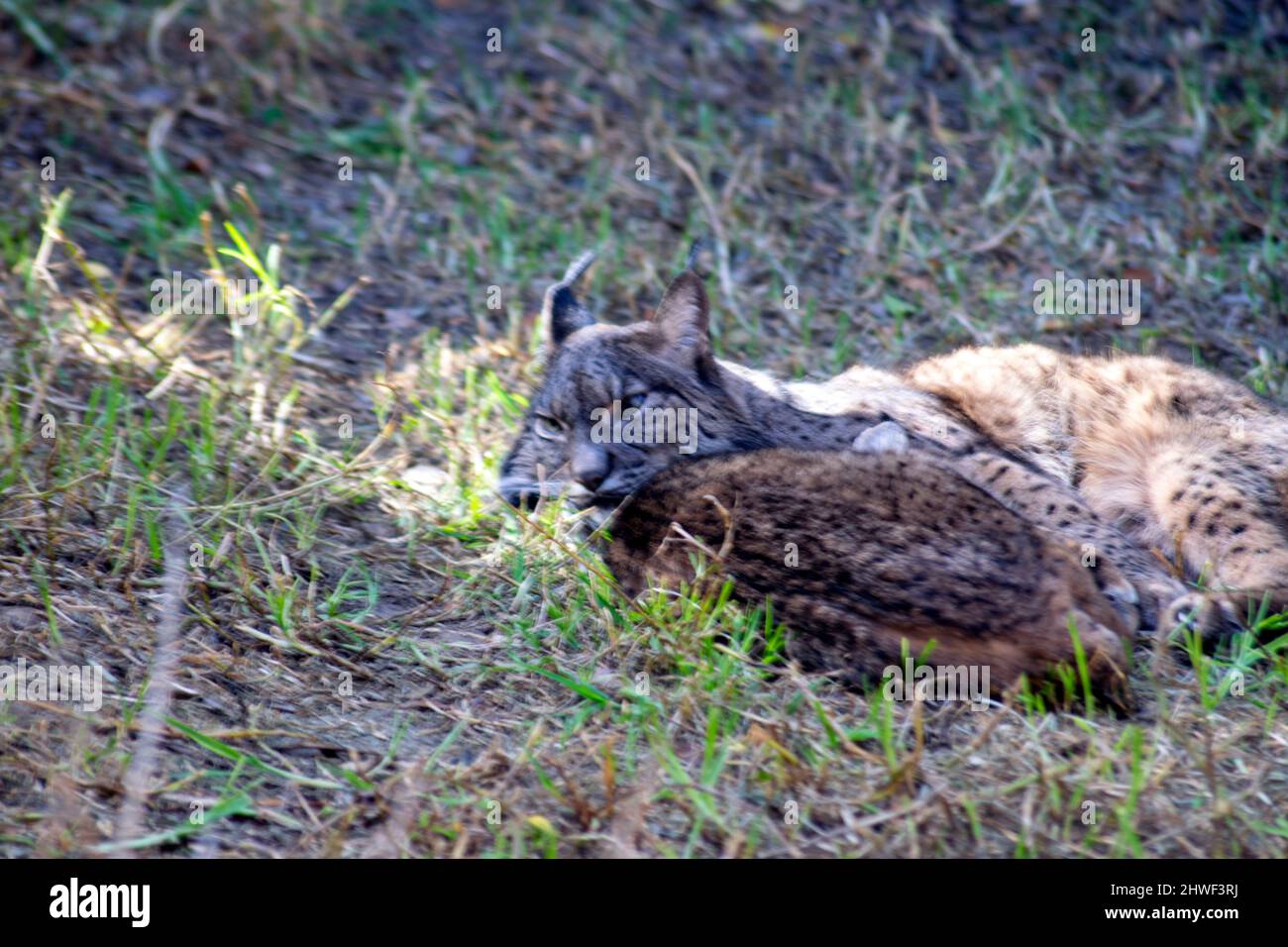 Zwei iberische Luchse, die eine auf der Iberischen Halbinsel in Südwesteuropa endemische Wildkatzenart ruhten. Sie ist auf der Roten Liste der IUCN als gefährdet gelistet. Stockfoto
