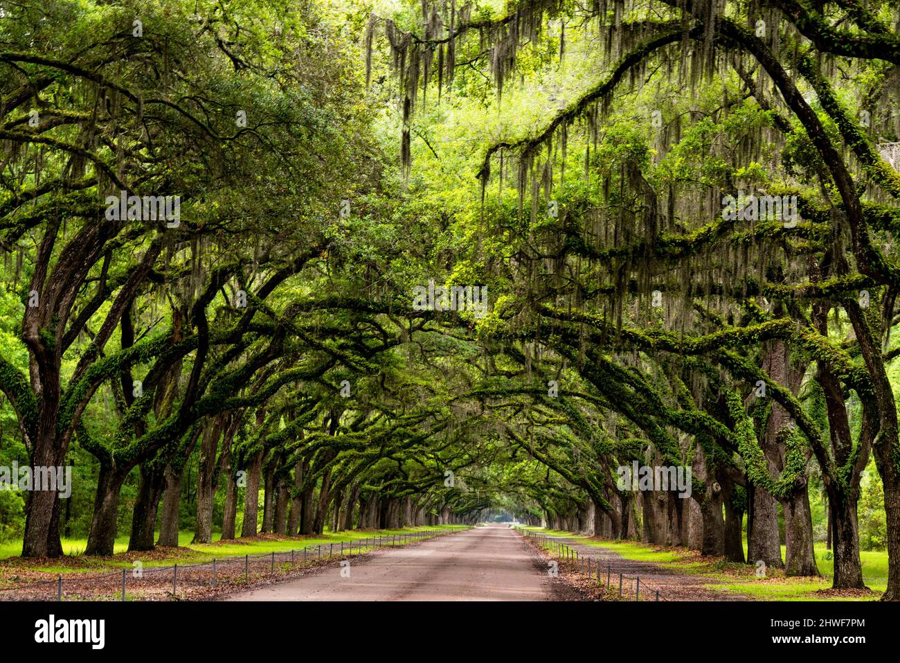 Auf der Wormsloe Historic Site in der Nähe von Savannah, Georgia, tropfen alte Eichenbäume, die in spanischem Moos tropfen. Stockfoto