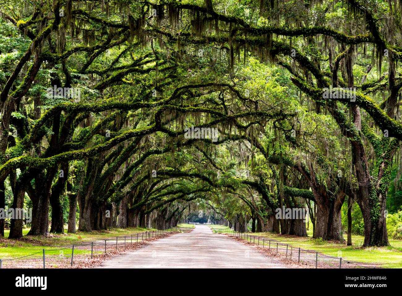 Wormsloe Historic Site in der Nähe von Savannah ist eine atemberaubende, von Eichen gesäumte Allee. Stockfoto