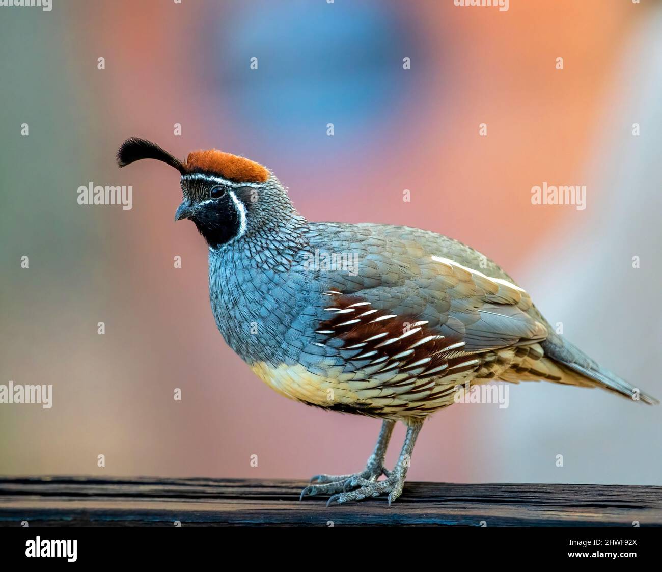 Ein Gambel's Quail-Porträt mit einem sanft abgebildeten, südwestlichen farbigen Hintergrund in Phoenix Arizona. Stockfoto