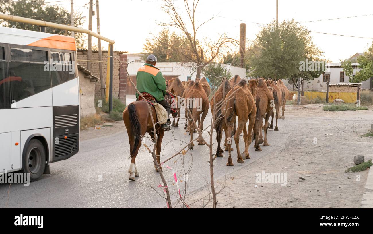 Hirte reiten hinter der Kamelherde, die durch die Straßen zur Weide in der nahegelegenen Steppe, Turkistan, Kasachstan, geht. Stockfoto