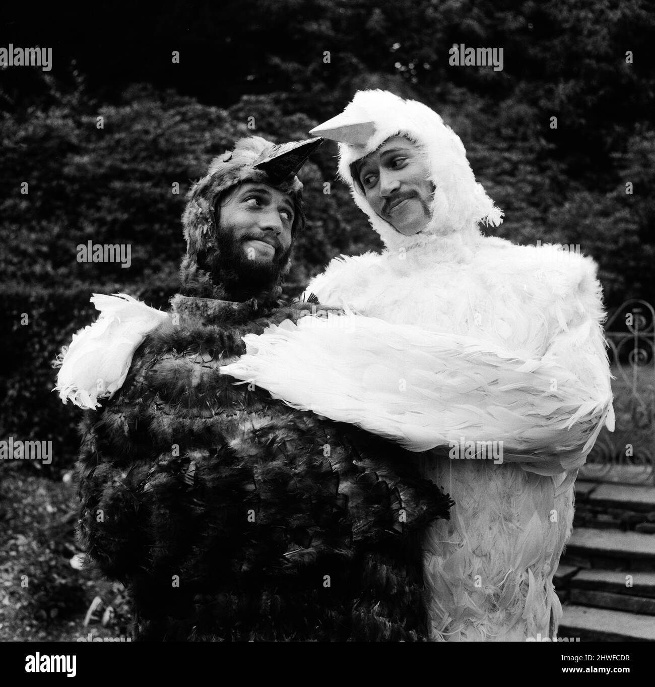 Die Bee Gee-Brüder Barry und Maurice Gibb verkleiden sich als Vögel für eine Szene in ihrer kommenden tv-Show Cucumber Castle, die sie derzeit im Old Barn in Stanmore Middlesex am 31.. August 1969 drehen. Barry (White Feathers) und Maurice Proben für eine Szene, in der sie Sammy Davis Junior mit Schusswaffen verfolgen. Eher ein Fall, in dem sich der Vogel dreht. *** Ortsüberschrift *** Barry Gibb Stockfoto