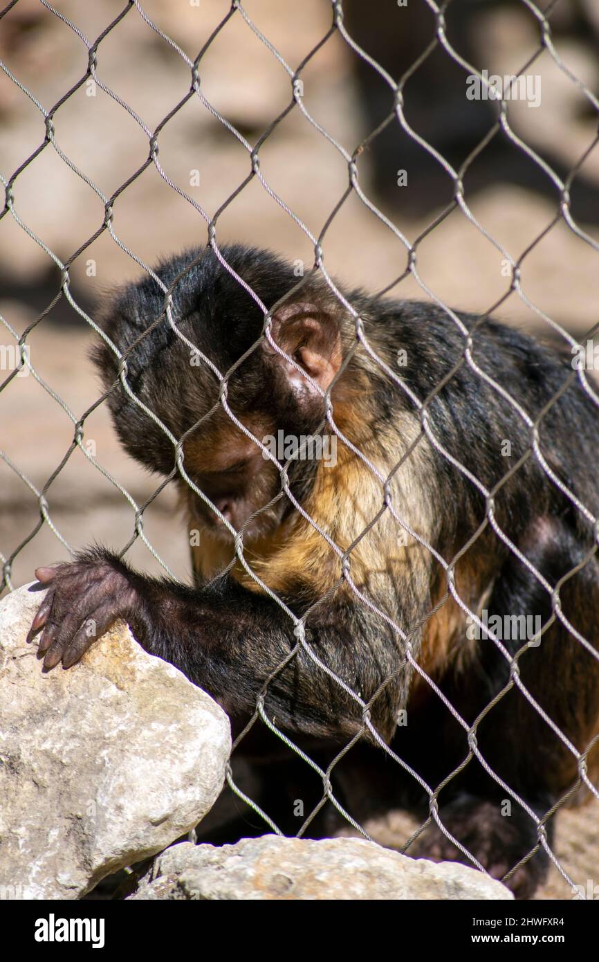 Der goldbäuchige Kapuziner (Sapajus xanthosternos), auch bekannt als Gelbbrustkaputscher oder Buffkopfkaputscher, ist eine Art des Affen der Neuen Welt. Stockfoto