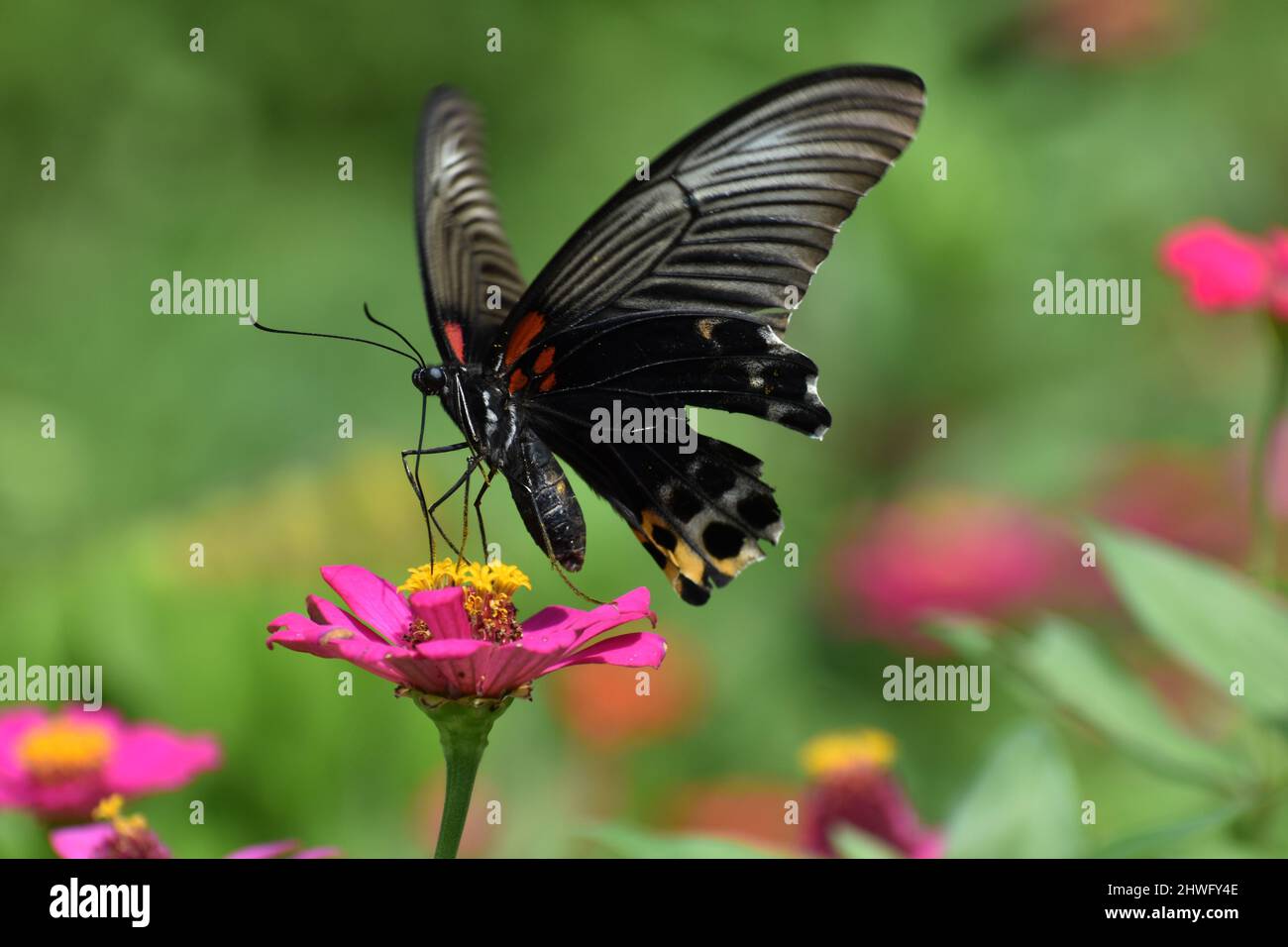 Ein weiblicher großer mormonenschmetterling, der auf der Zinnia-Blume thront. Stockfoto