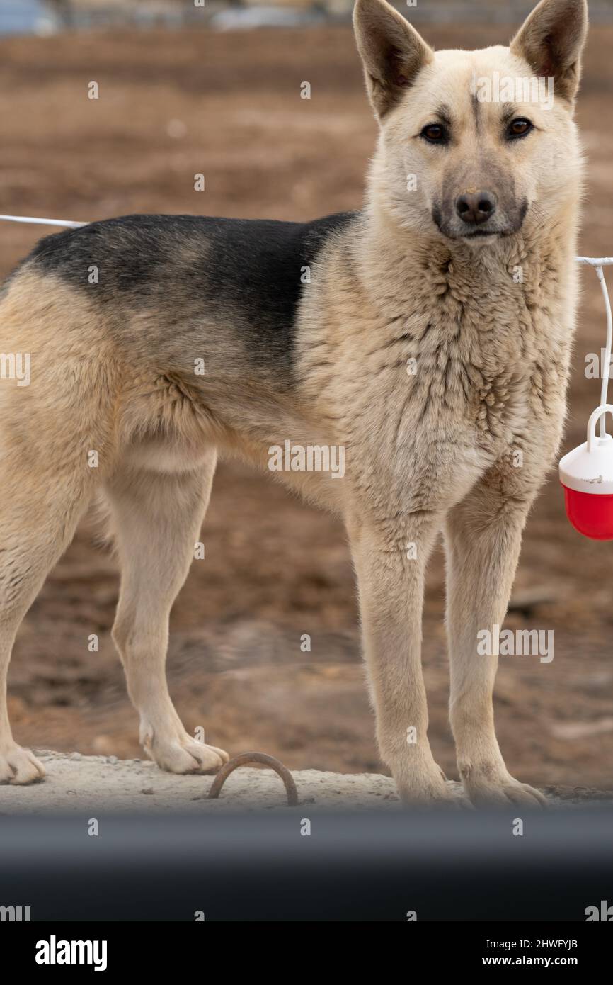 Deutscher hund -Fotos und -Bildmaterial in hoher Auflösung – Alamy