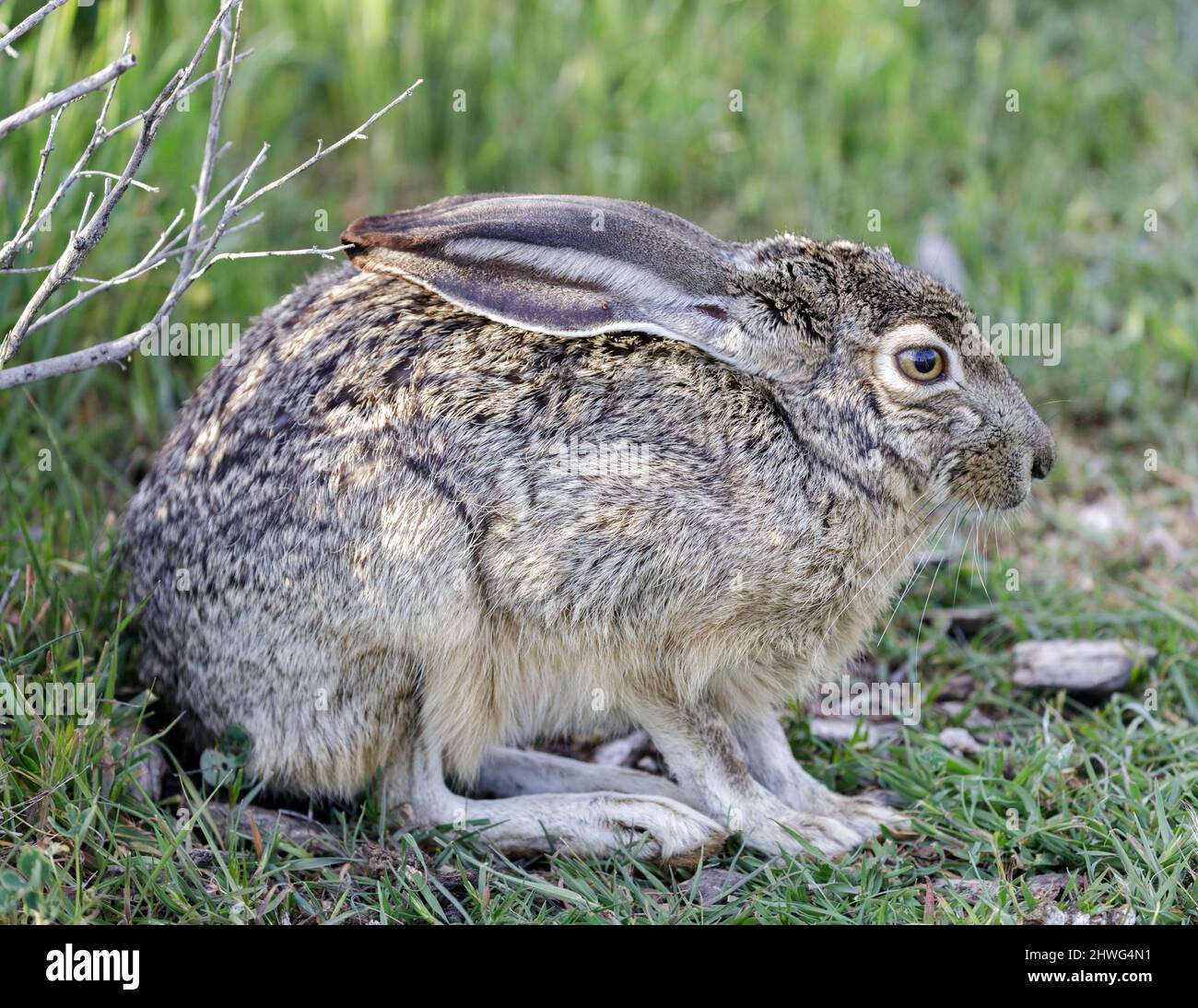 Schwarzschwanz-Jackrabbit juvenile liegend mit nach unten geklappten Ohren und versteckt sich wachsam. Santa Clara County, Kalifornien, USA. Stockfoto