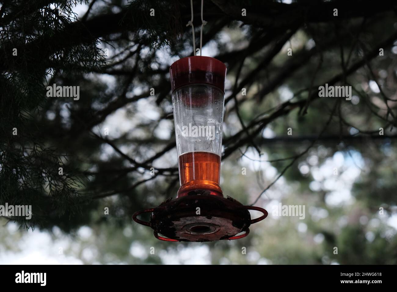 Hummingbird Feeder hängend im Baum Stockfoto