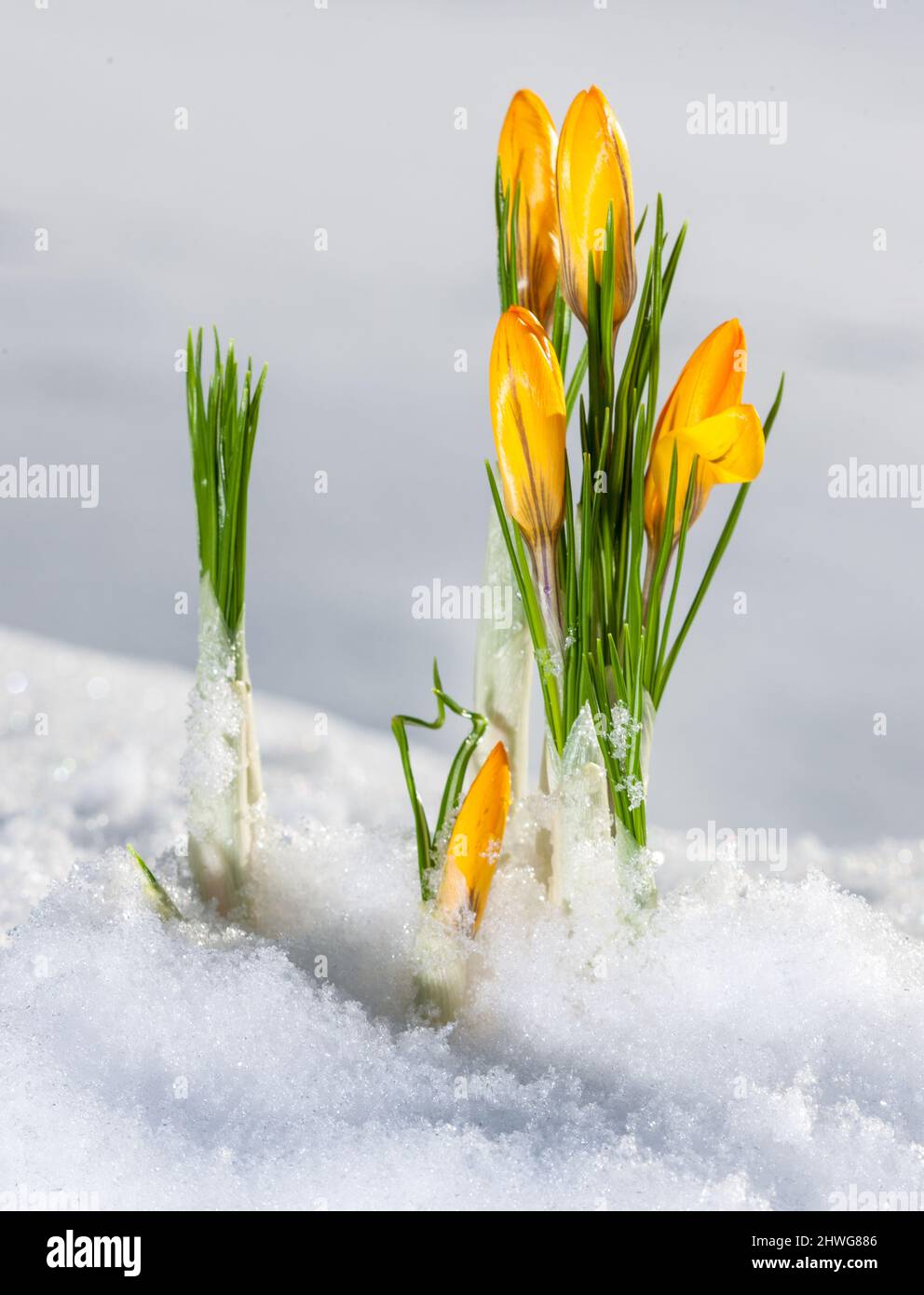 Frühling crocus, Vårkrokus (Crocus vernus) Stockfoto