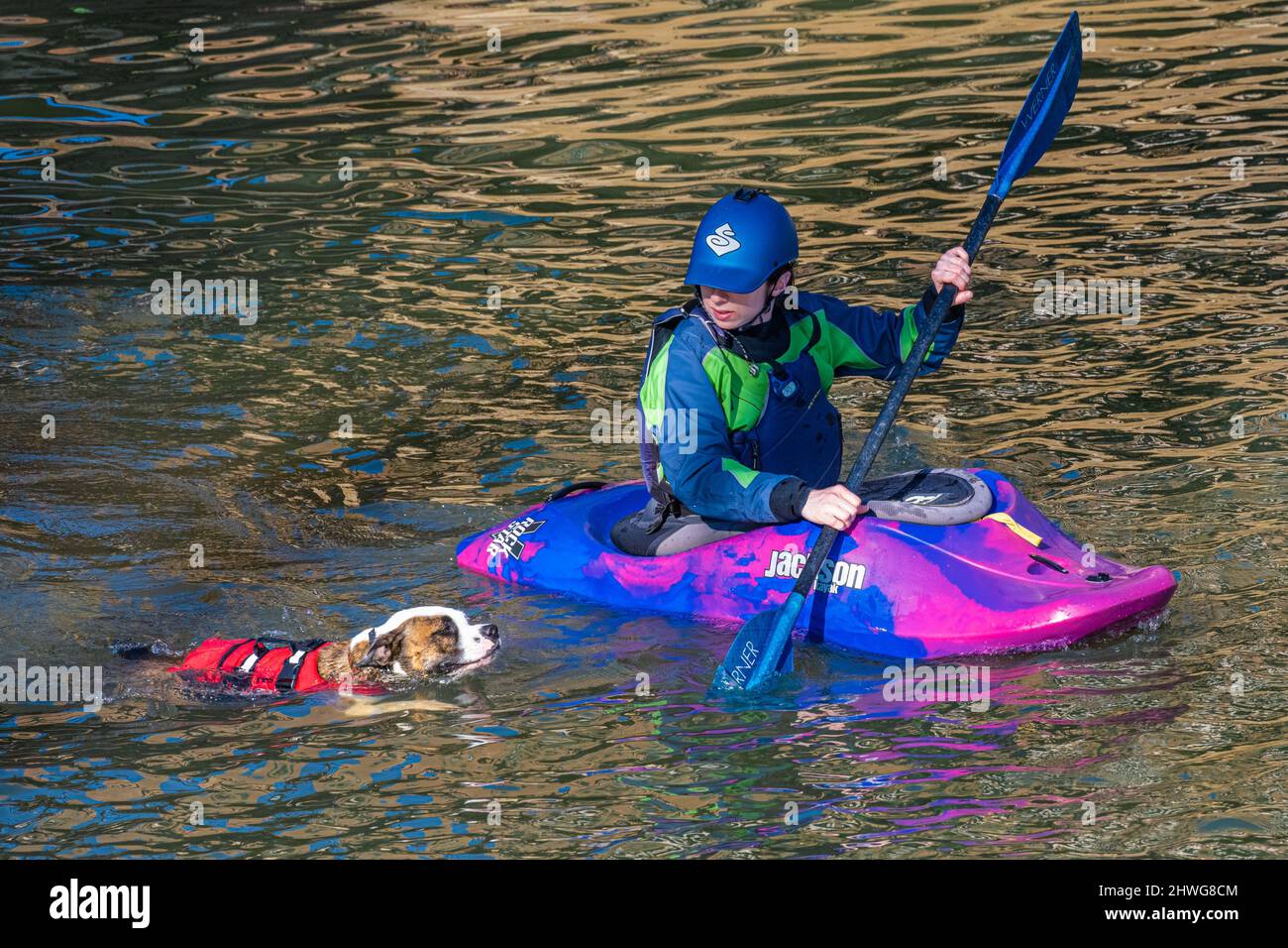 Junge Kajakerin, die ihren Hund zum Schwimmen auf dem Chattahoochee River auf Waveshaper Island in Uptown Columbus, Georgia, bringt. (USA) Stockfoto