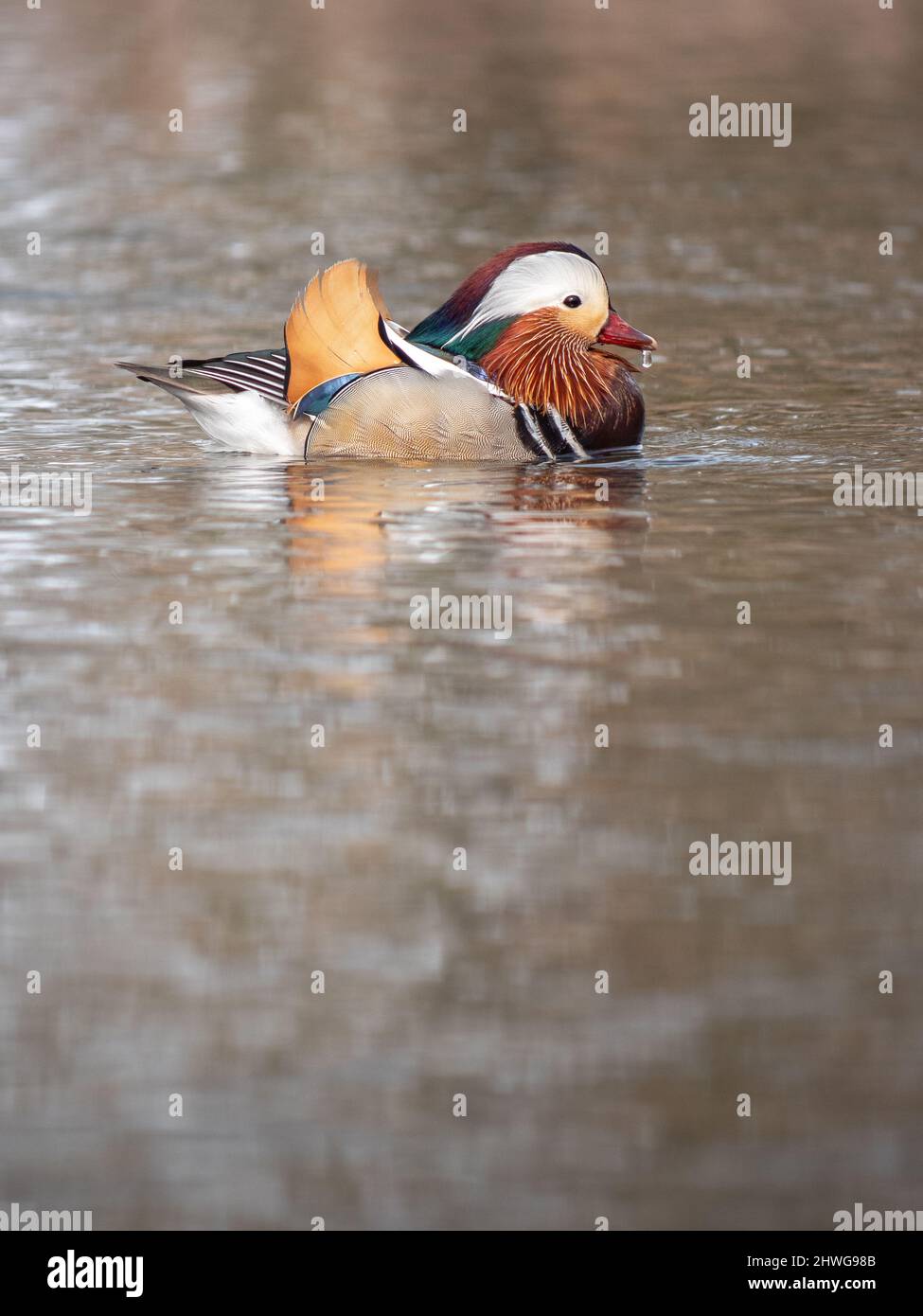 Eine Mandarinente schwimmend Stockfoto