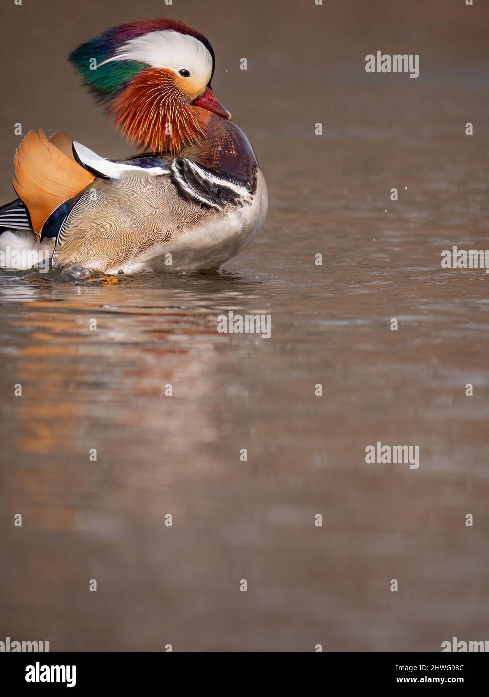Eine Mandarinente schwimmend Stockfoto
