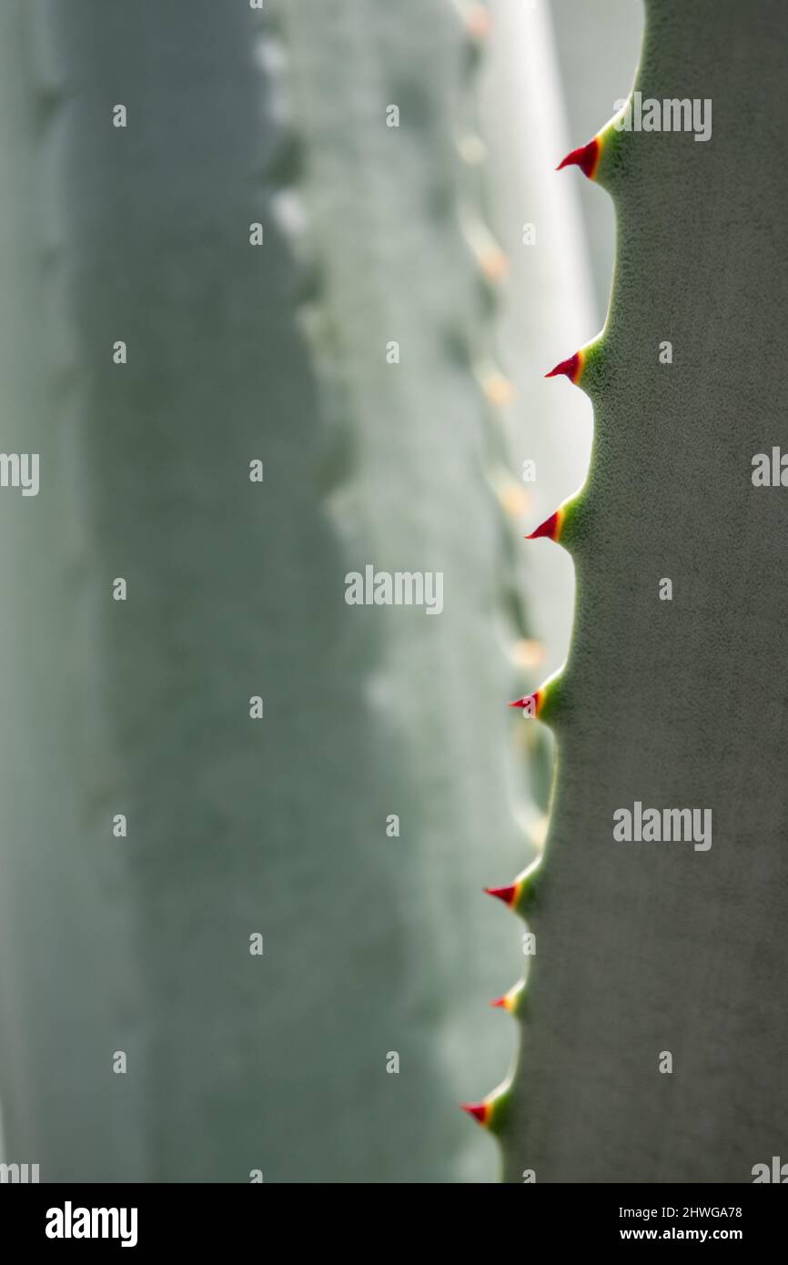 Agave Sukulente Pflanze, Nahaufnahme weißes Wachs auf Frische Blätter mit dem Dorn von Agave Blatt Stockfoto