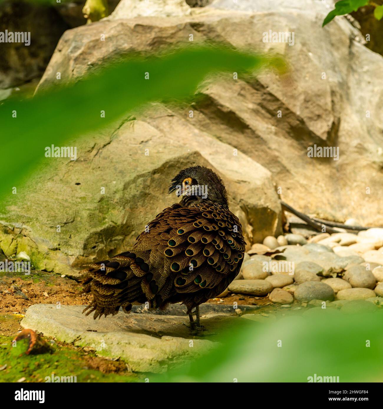 Malaysischer Pfau Stockfoto