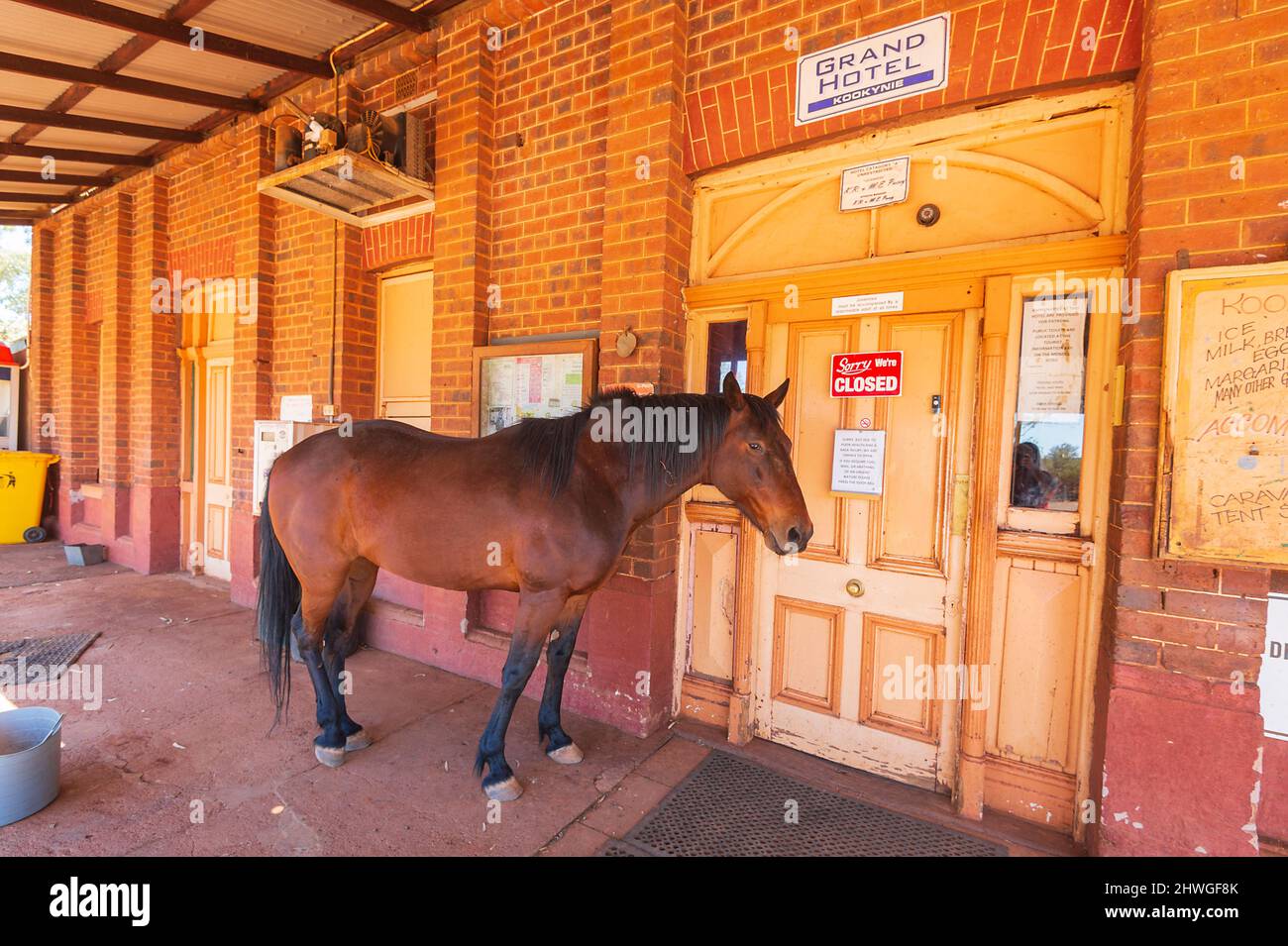 Willie ist das ikonische Pferd, das vor dem Grand Hotel Bush Pub, Goldfields, Kookynie, Australian Outback, in der Nähe von Kalgoorlie, lebt. Westaustralien, WA, Stockfoto