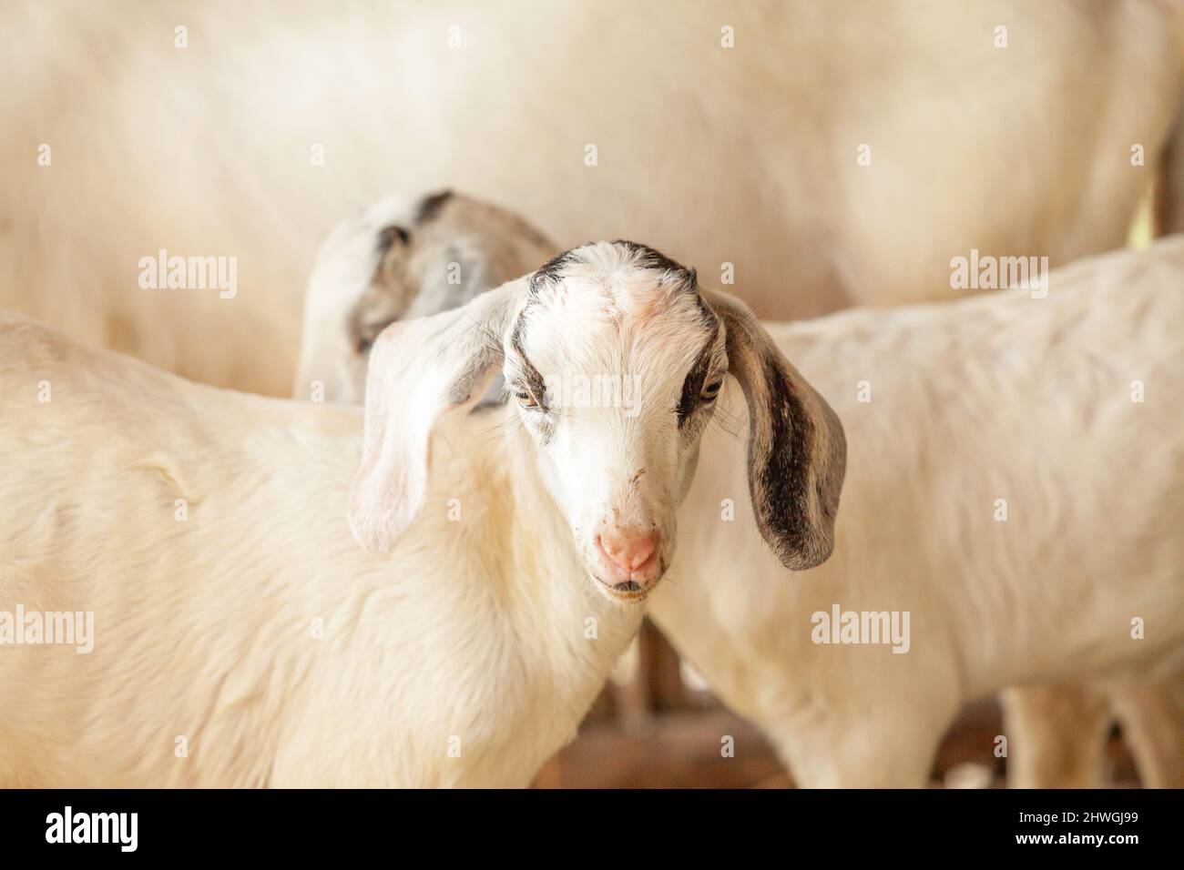 Schöne weiße Kinder, die sich im Tierheim entspannen. Ziegenfarm. Stockfoto