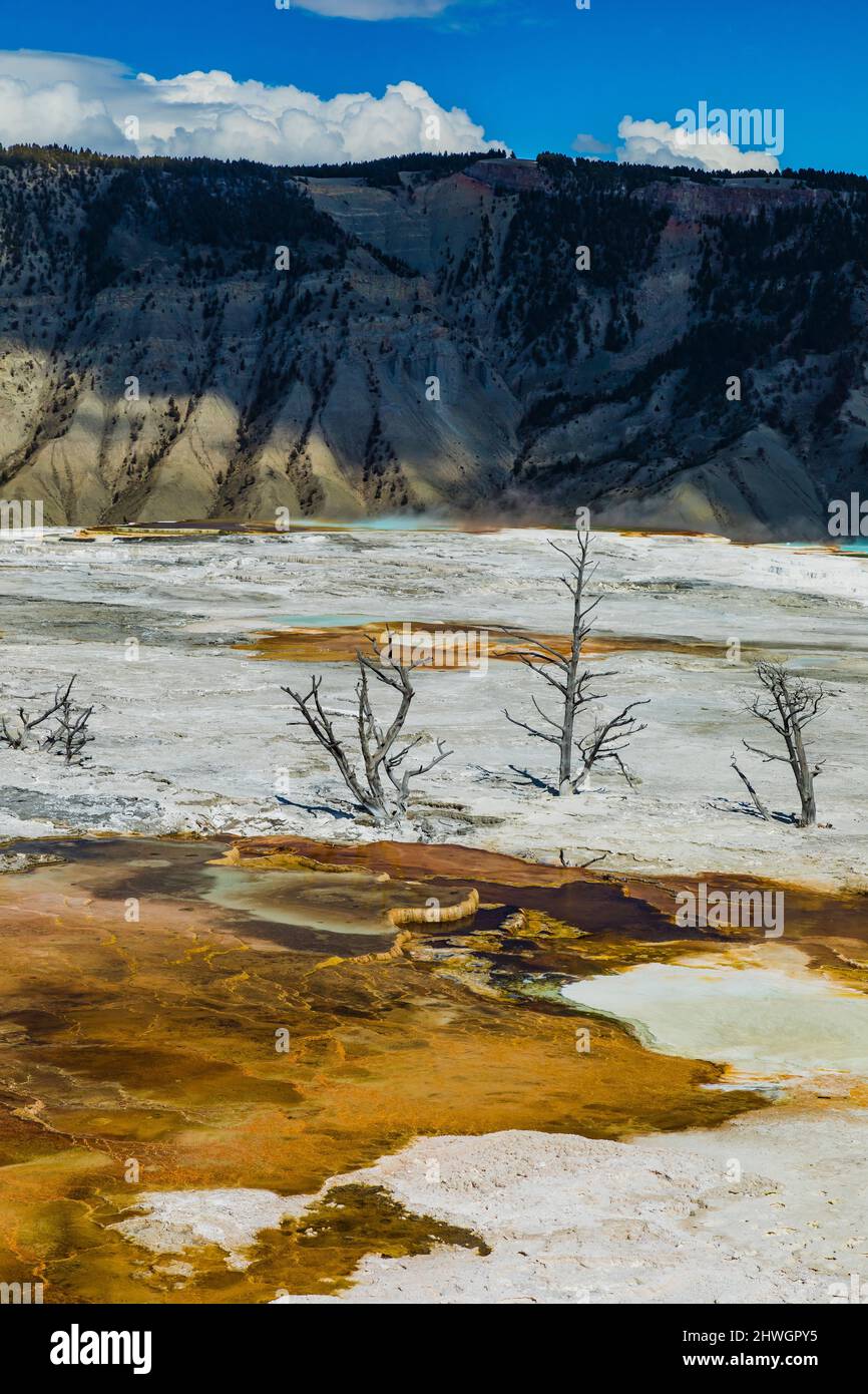 Bäume, die durch vulkanische Aktivitäten in Mammoth Hot Springs im Yellowstone National Park, Wyoming, USA, getötet wurden Stockfoto