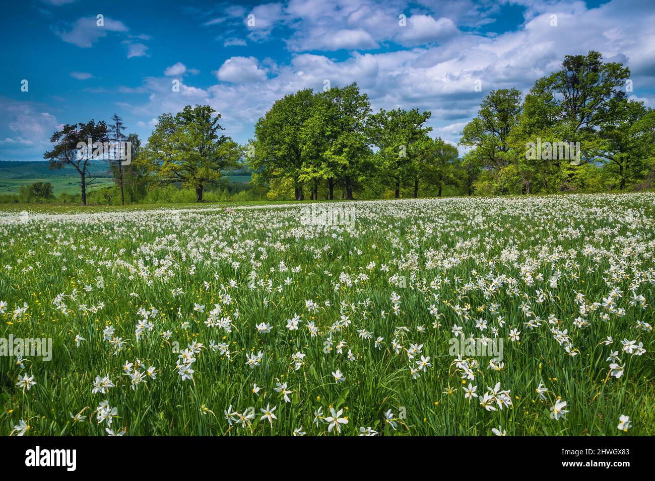 Majestätische Waldlichtung mit blühenden weißen Narzissenblüten. Schöne saisonal blühende Landschaft, Siebenbürgen, Rumänien, Europa Stockfoto