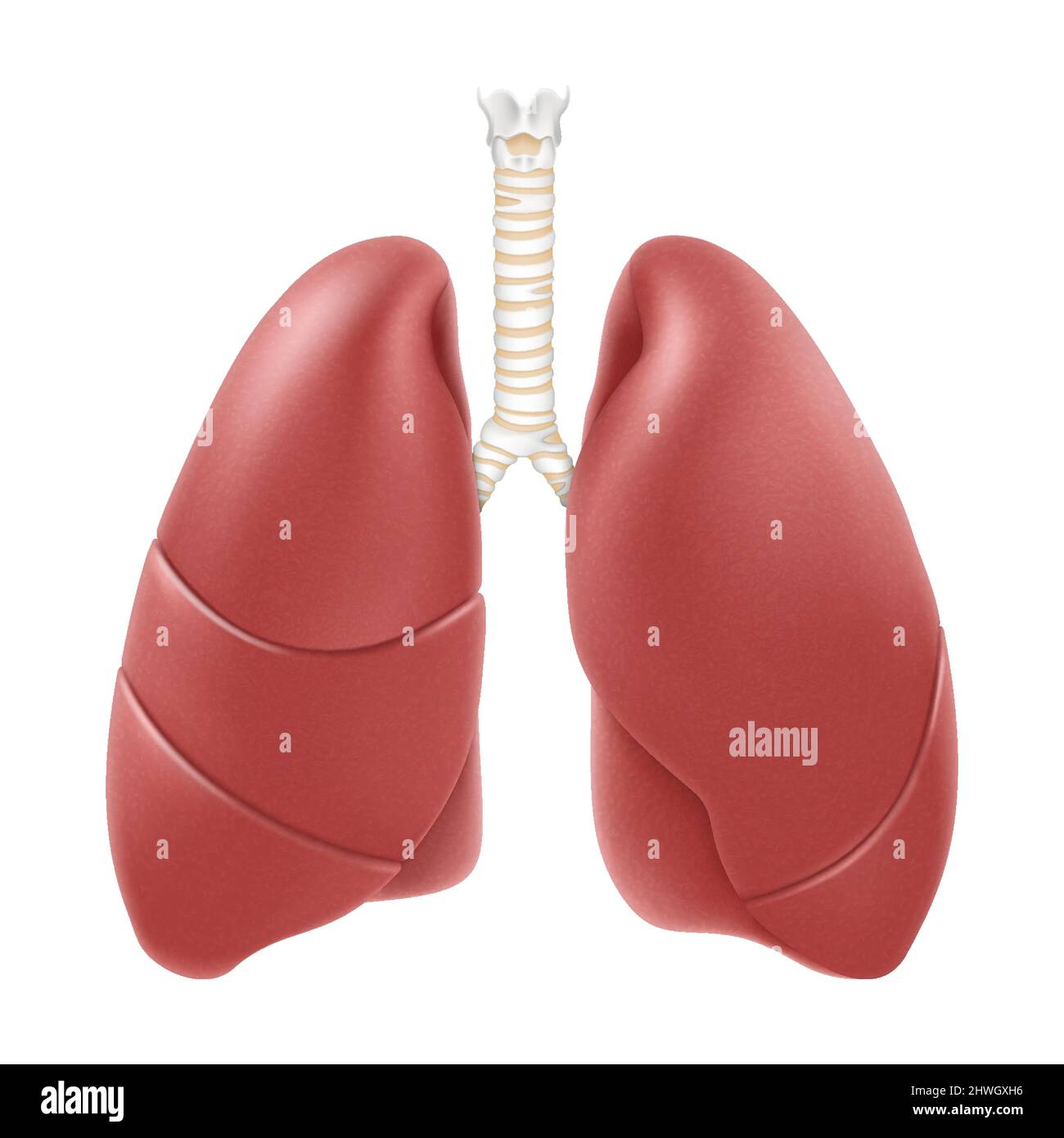 Anatomische Struktur der menschlichen Lunge. Realistische 3D-Vektor-Illustration isoliert auf weißem Hintergrund. Vorderansicht im Detail. Rechte und linke Lunge mit Trachea. Stock Vektor