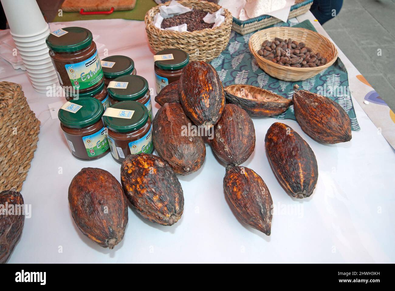Kakaofrüchte und Samen neben Schokoladengläsern zum Verkauf (fairer Handel) auf einem Lebensmittelmarkt, Città di Castello, Umbrien, Italien Stockfoto