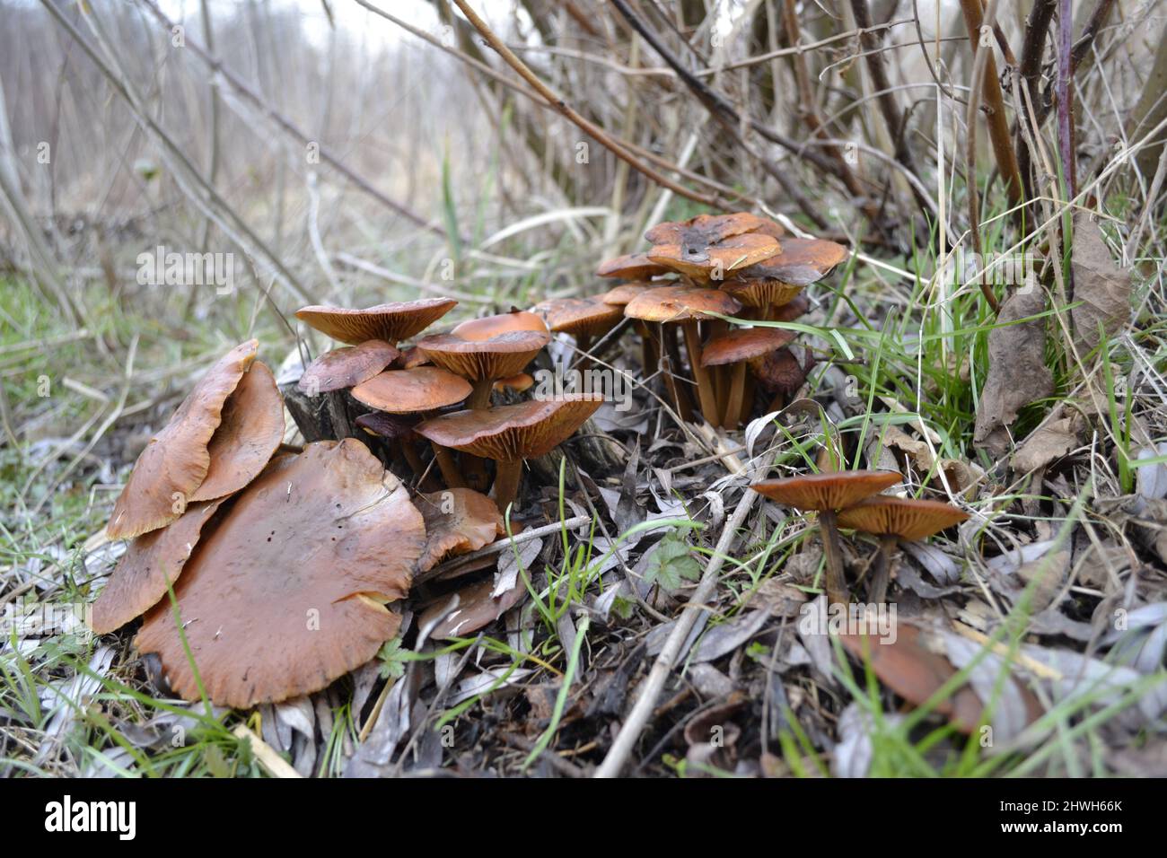 Viele Pilze am Straßenrand im feuchten Wald. Stockfoto