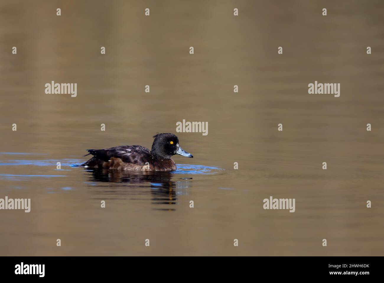 Weibliche Tuftente (Aythya fuligula) schwimmt auf einem See im Naturschutzgebiet Mönchbruch bei Frankfurt. Stockfoto