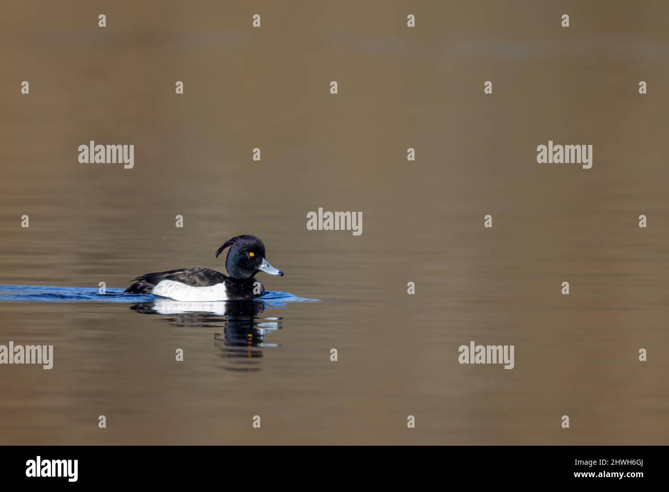 Kater-Ente (Aythya fuligula) schwimmt auf einem See im Naturschutzgebiet Mönchbruch bei Frankfurt. Stockfoto