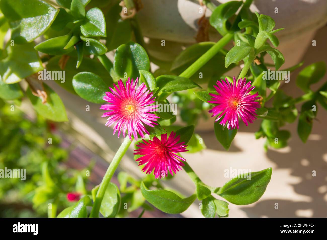 Mesembryanthemum cordifolium, früher bekannt als Aptenia cordifolia, eine Sukulente, die zur Familie der Feigen-Ringelgewächse aus Südafrika gehört Stockfoto