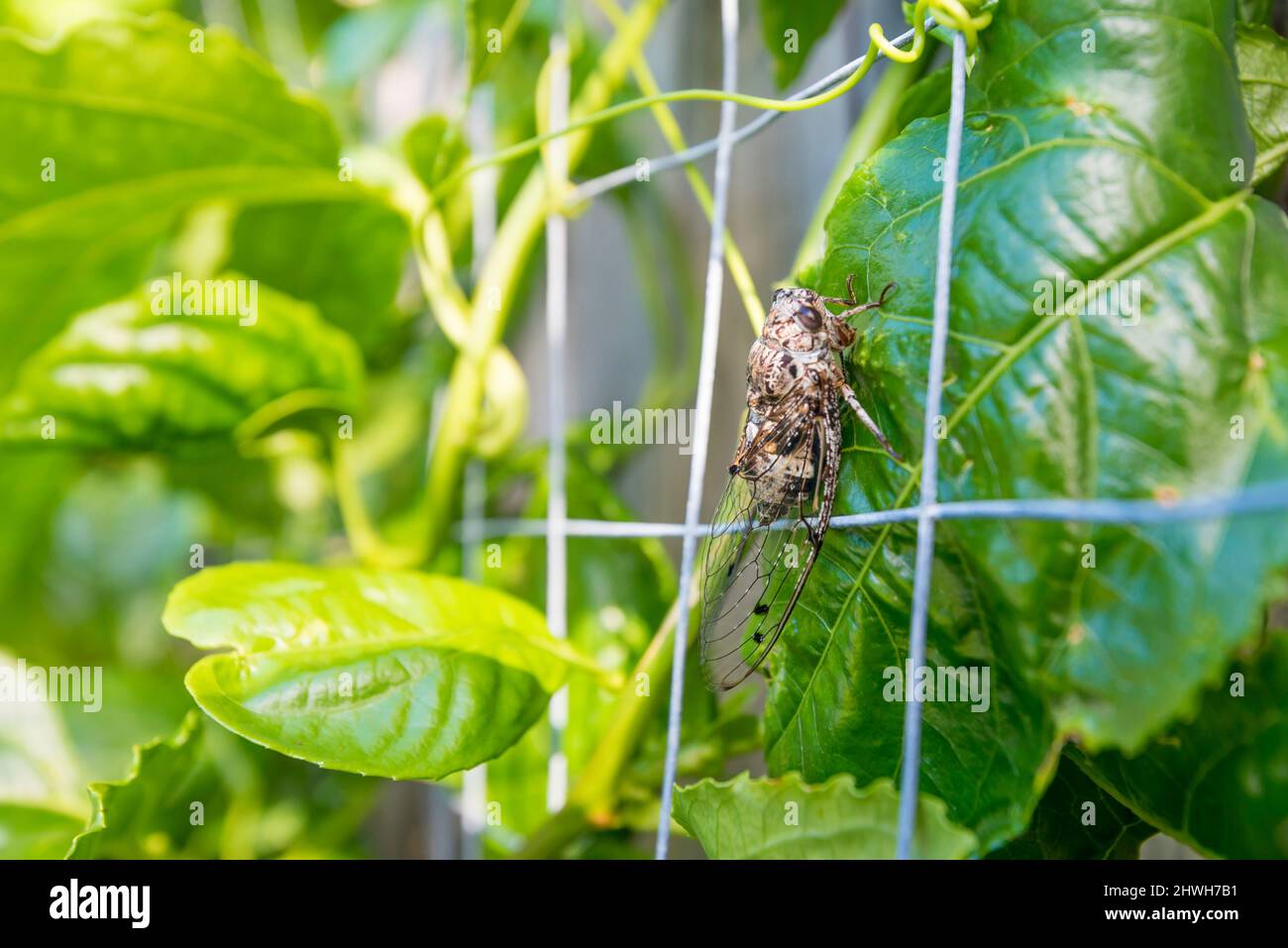 Auf dem Blatt einer Passionfrucht-Rebe in Sydney, Australien, sitzt eine Aleeta curviconsta, die häufiger als blühender Bäcker oder mehliger Müller Cicada bekannt ist Stockfoto