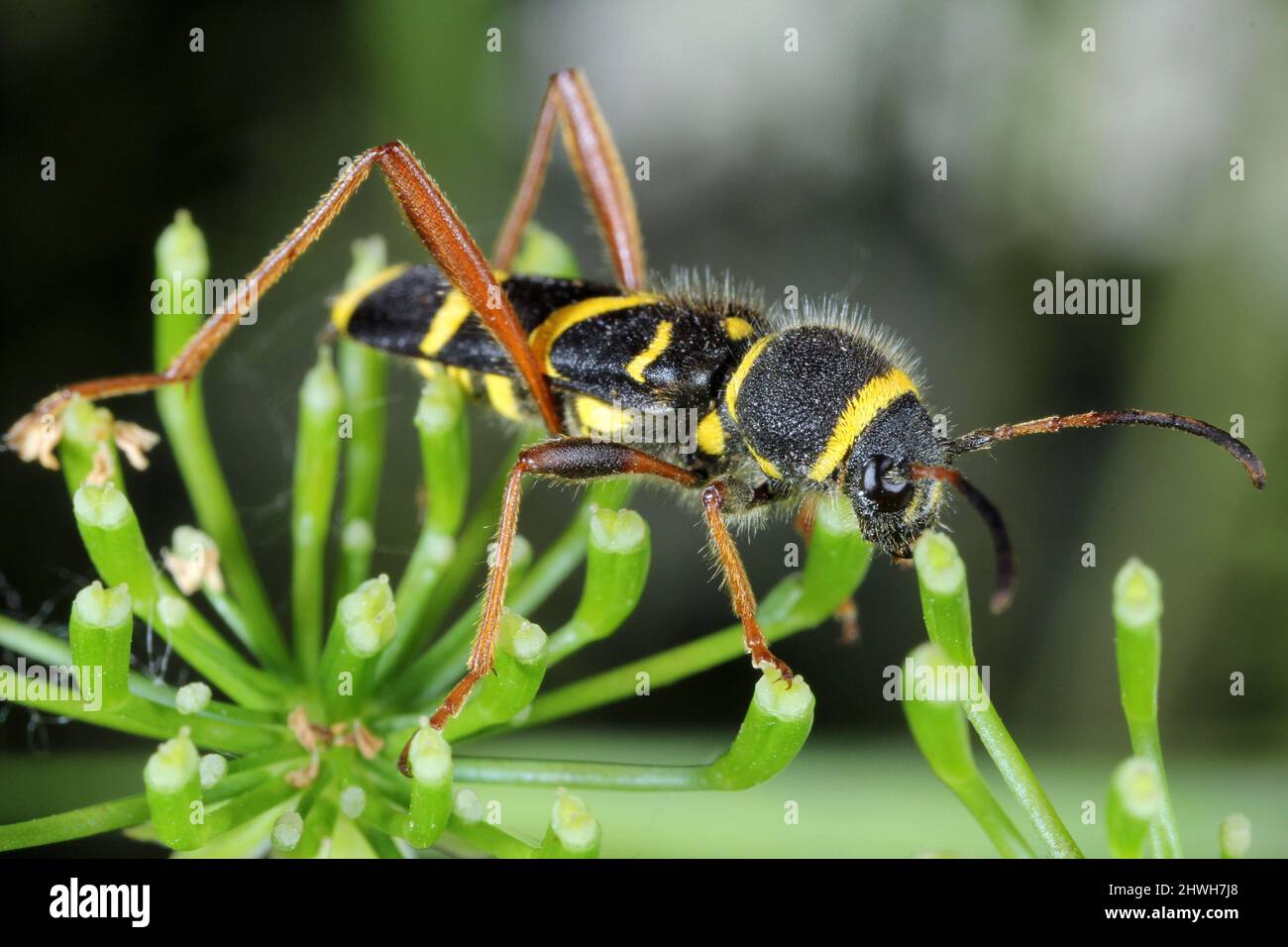 Gemeiner Käfer Clytus arietis der Longhorn-Käfer (Cerambycidae, Coleoptera) Stockfoto