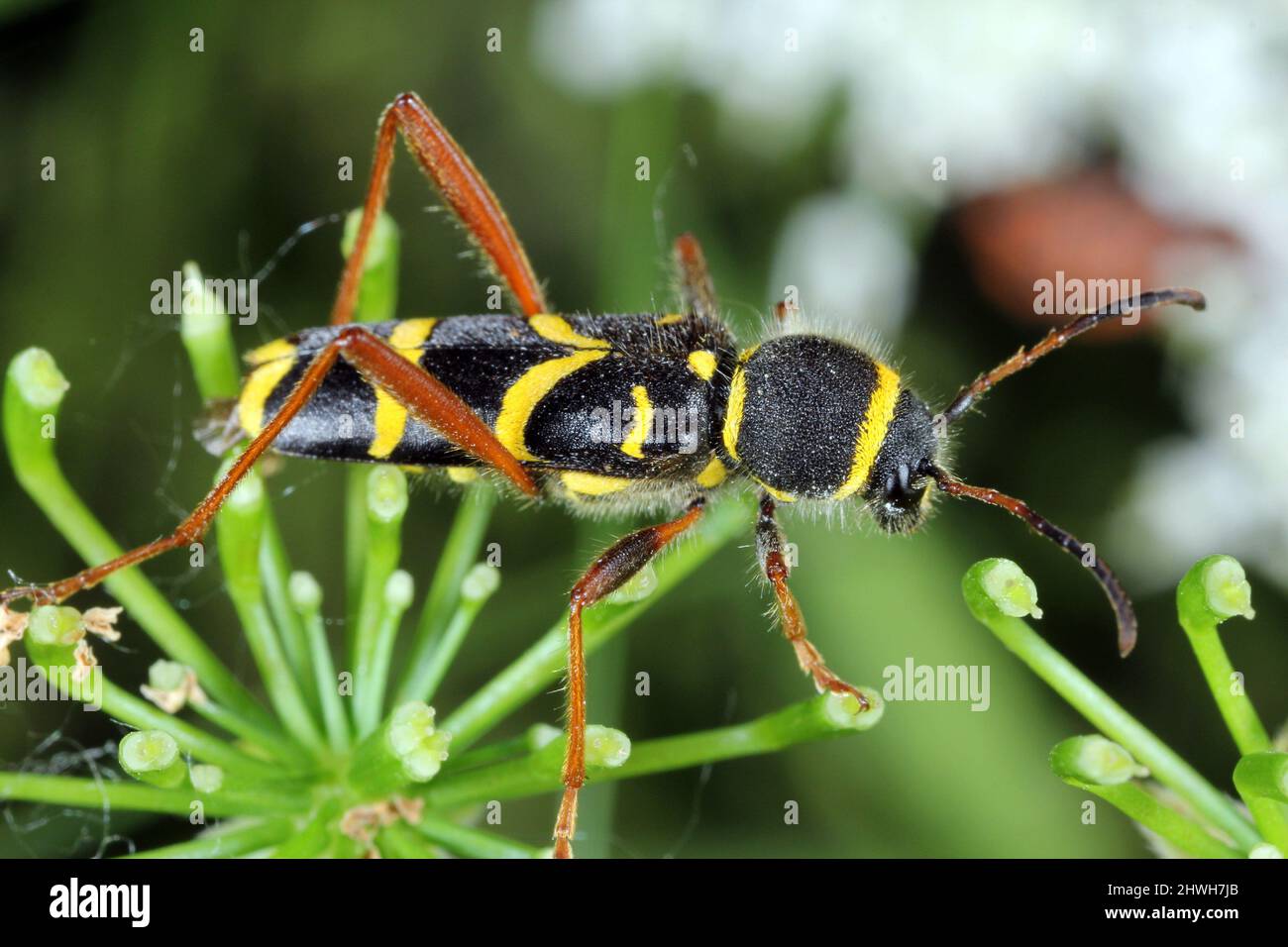 Gemeiner Käfer Clytus arietis der Longhorn-Käfer (Cerambycidae, Coleoptera) Stockfoto