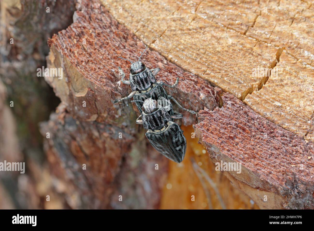 Flachkopfkiefer, ein häufiger europäischer Edelkäfer (Chalcophora mariana). Ein großer und metallischer Käfer, der in europäischen Tieflandwäldern vorkommt. Stockfoto