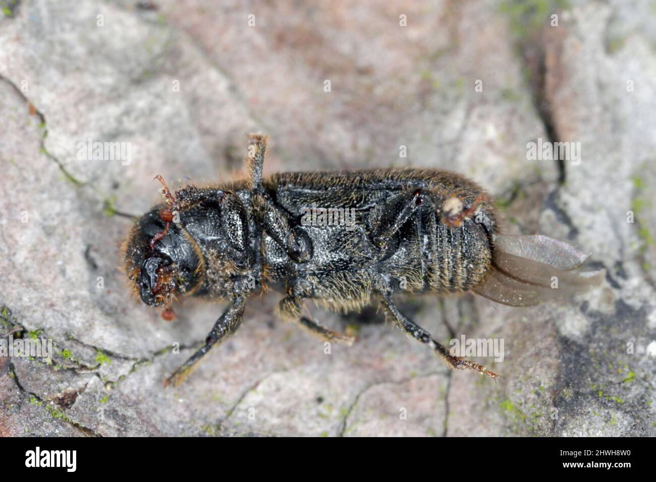 Hylurgus ligniperda - gemeiner Rindenkäfer beschädigte Kiefern in den Wäldern. Käfer auf der Rinde eines Baumes. Stockfoto