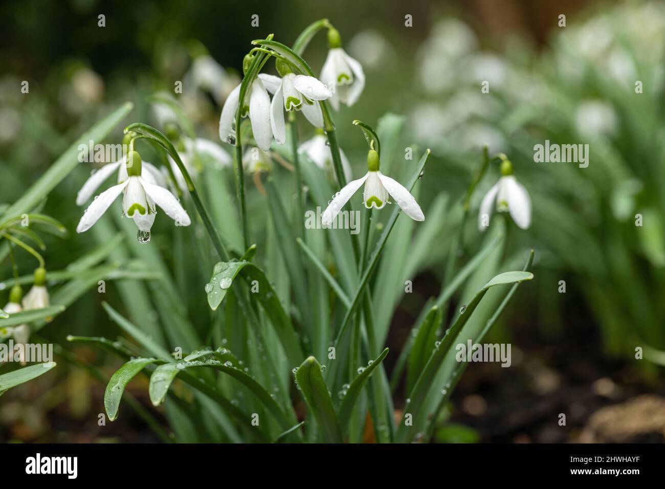 Nahaufnahme von Schneeglöckchen (Galanthus nivalis) mit Regentropfen, die in einem Frühlingsgarten in Wiltshire, England, blühen Stockfoto