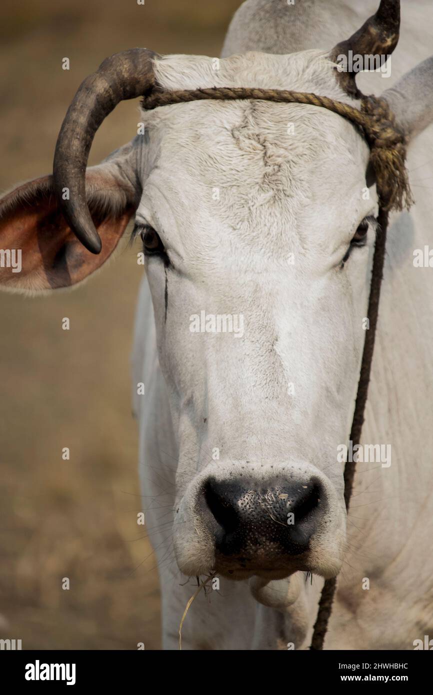 Gesicht Nahaufnahme einer niedlichen weiblichen Hauskuh Stockfoto