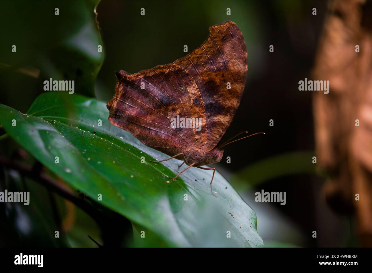 Fragezeichen-Schmetterling (Polygonia interrogationis) sitzen auf einer grünen Pflanze, mit schönem unscharfem Hintergrund Stockfoto