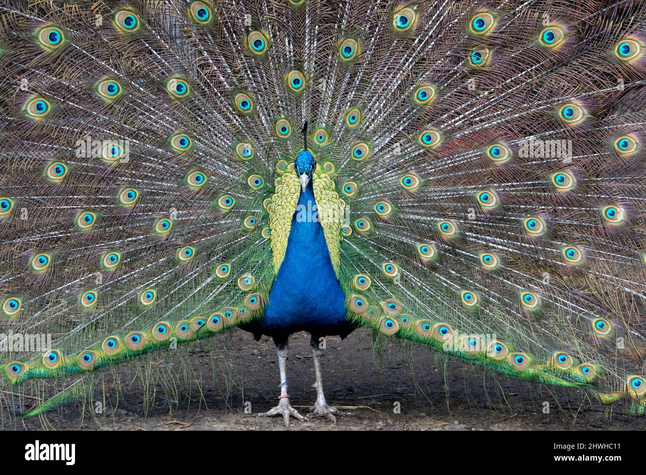 Der Pfau, oder der männliche Pfau, Pavo cristatus, mit ausgestreuten Schwanzfedern in der Balz-Ausstellung. Stockfoto