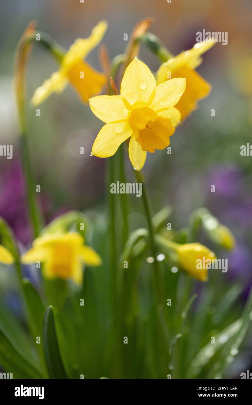 Nahaufnahme von Narcissus cyclamineus 'Tete-a-Tete', der in einem Frühlingsgarten in Großbritannien blüht Stockfoto