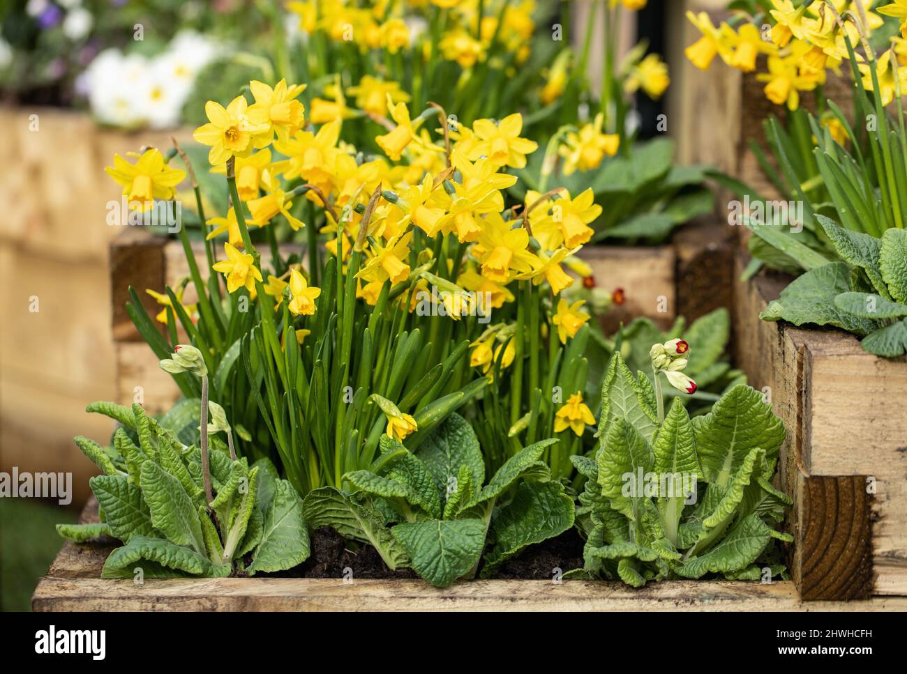 Nahaufnahme von Narcissus cyclamineus 'Tete-a-Tete', die im Frühjahr in einer Holzkiste blüht Stockfoto
