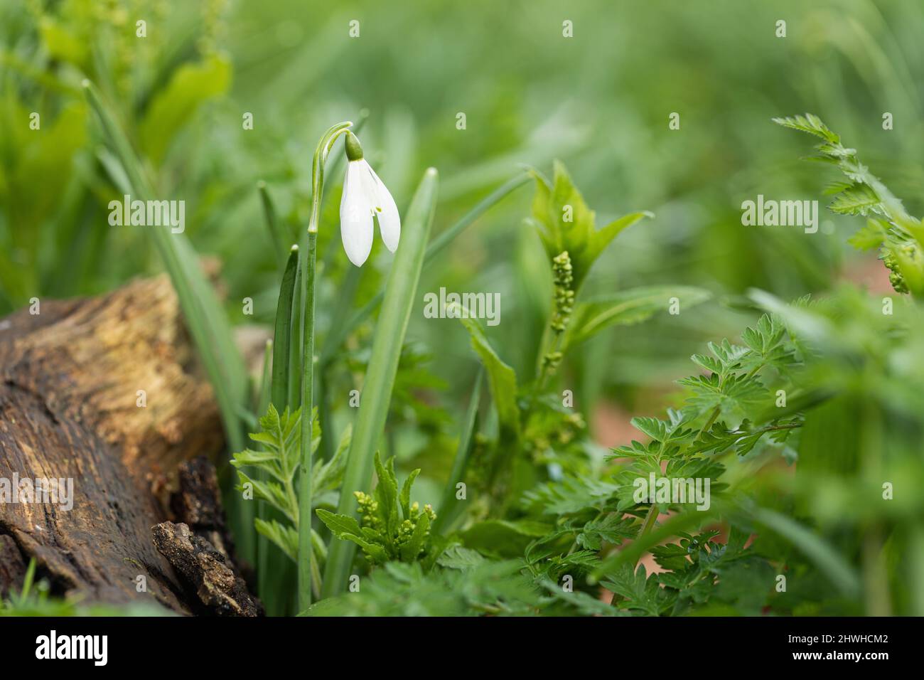 Nahaufnahme eines Single Snowdrop Nivalis in einem Waldgarten, der Anfang März blüht, Wiltshire, England, Großbritannien Stockfoto