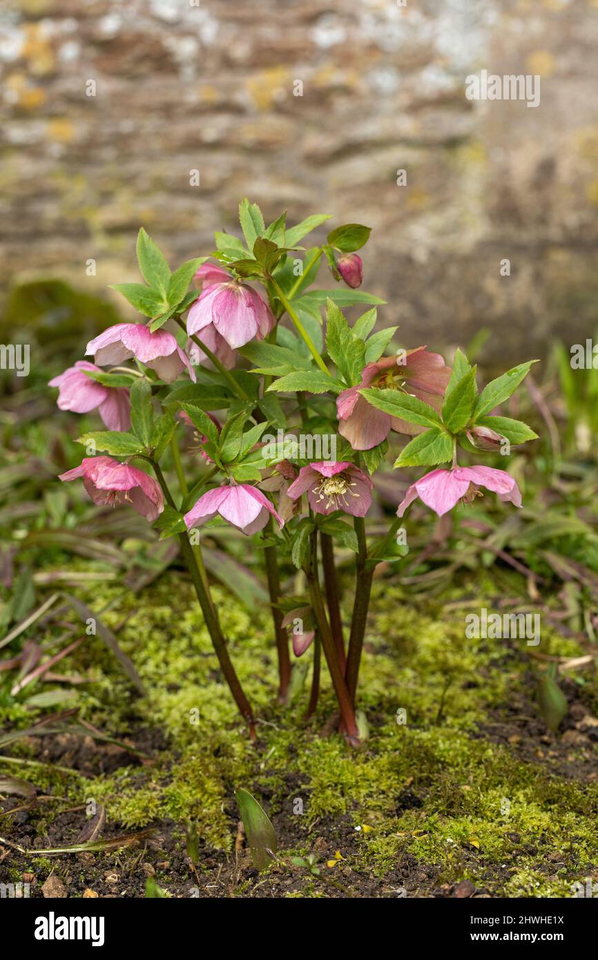 Nahaufnahme einer rosaroten Hellebore / Helleborus orientalis / Fastenrose, die in einer Frühlingsgartengrenze blüht, England, Großbritannien Stockfoto