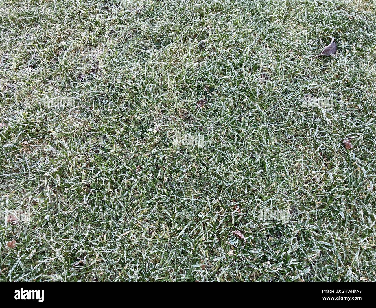 Frost auf Gras im Winter, Vollformat abstrakte Textur Stockfoto